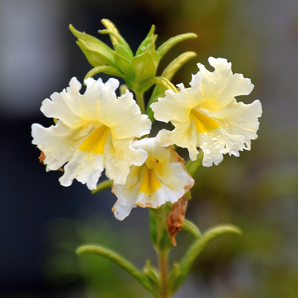 MonkeyFlower.jpg