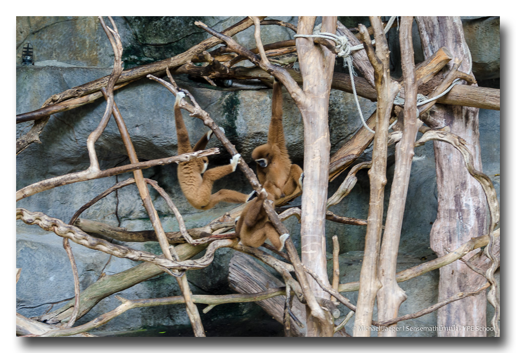 monkeys-palying-sit-1.jpg