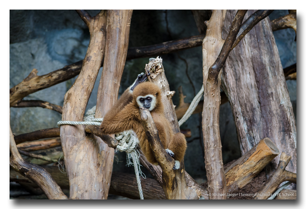 monkeys-palying-sit-2.jpg