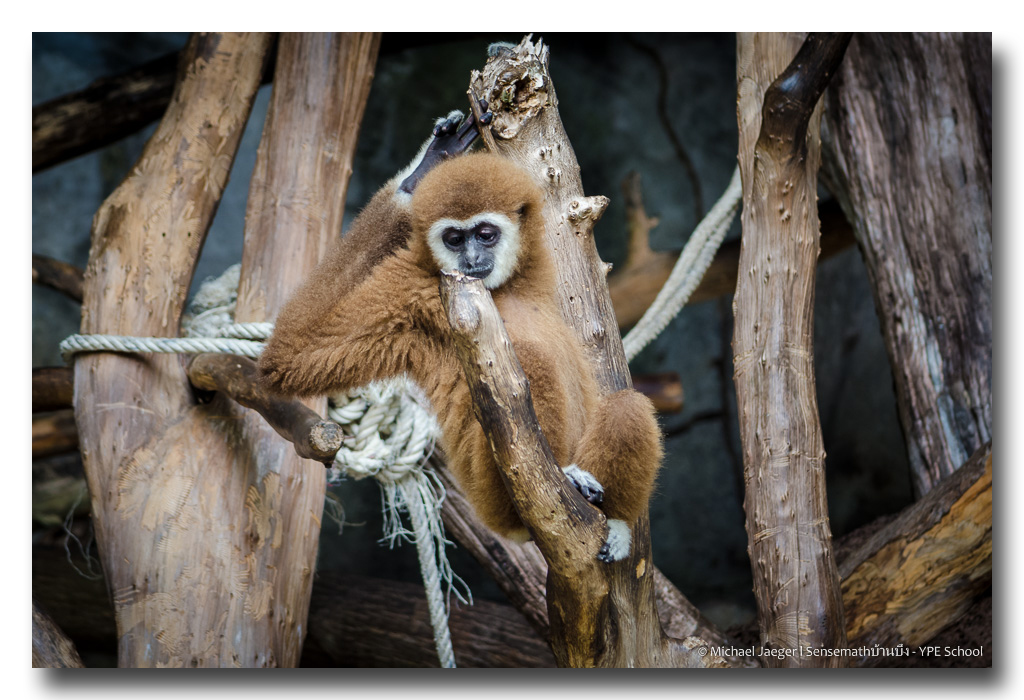 monkeys-palying-sit-3.jpg