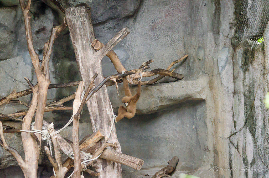 monkeys-zoo-1.jpg
