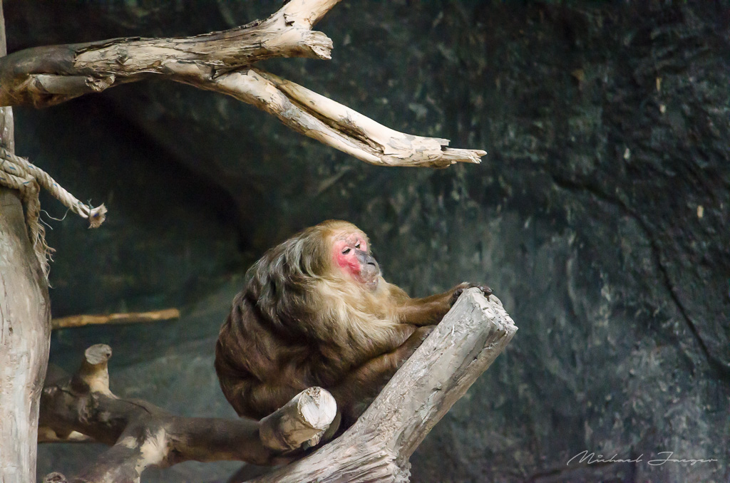 monkeys-zoo-2.jpg