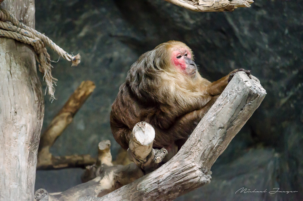 monkeys-zoo-3.jpg