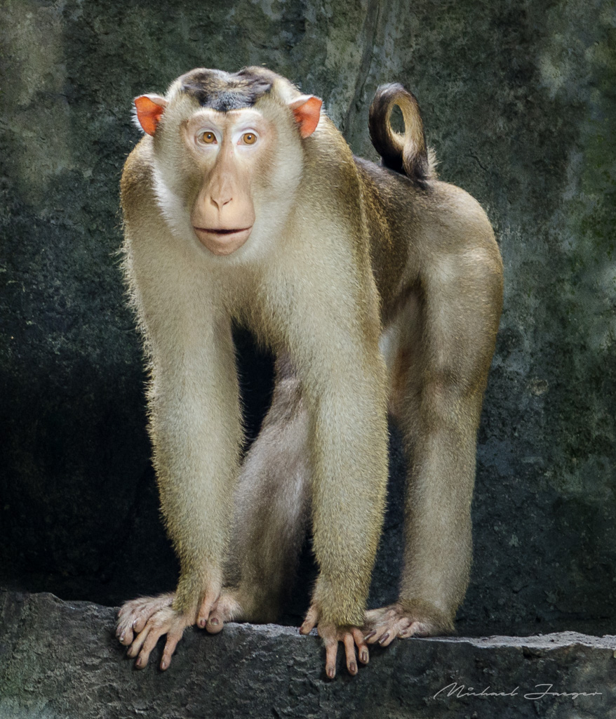 monkeys-zoo2-1.jpg