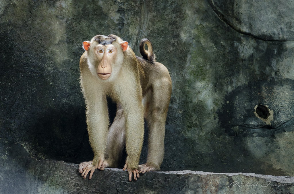 monkeys-zoo2-2.jpg
