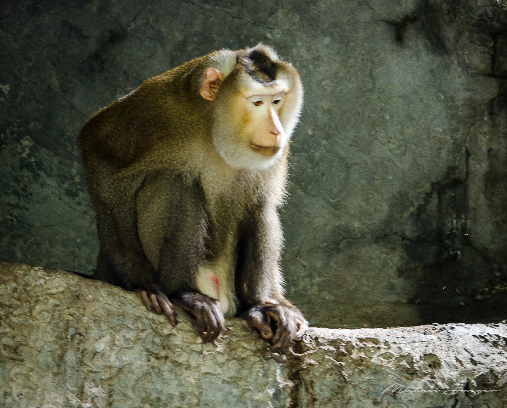 monkeys-zoo2-3.jpg