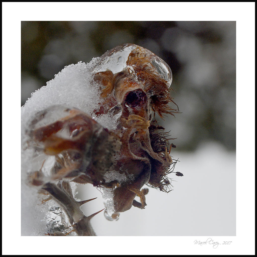 Monstre de glace.jpg