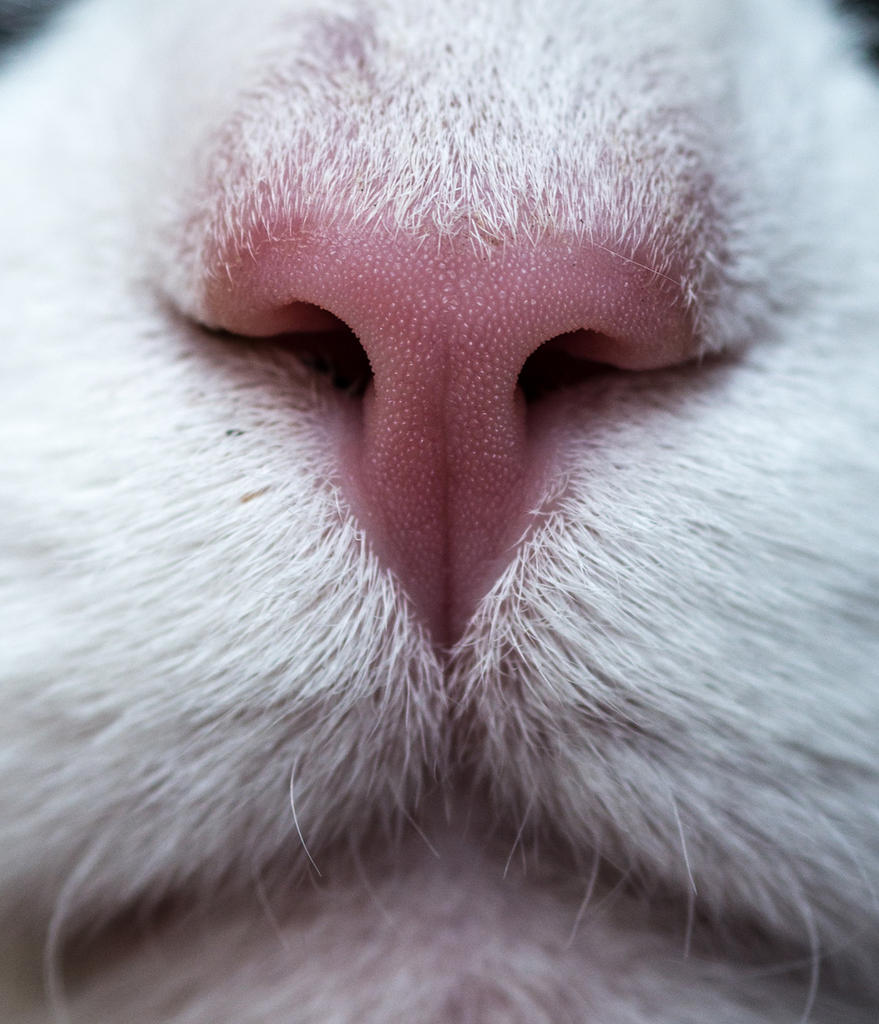 Monty's nose.sml..jpg