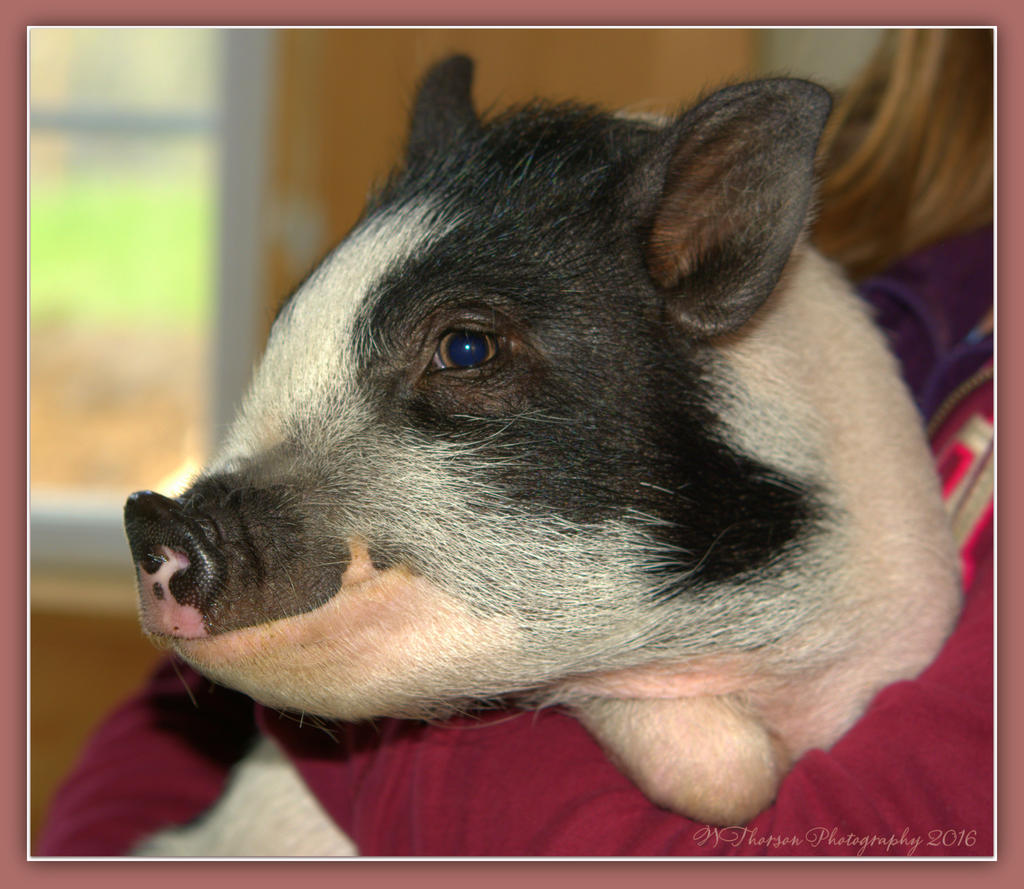 Moo the Pig  4-29-2016.jpg