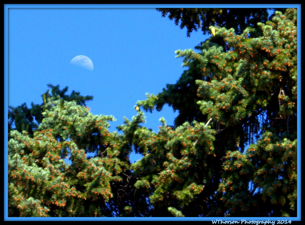 Moon and Pine Tree.jpg