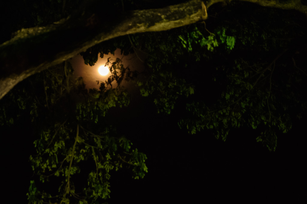 moon-behind-tree-1.jpg
