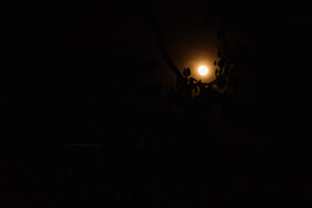 moon-behind-tree-2.jpg