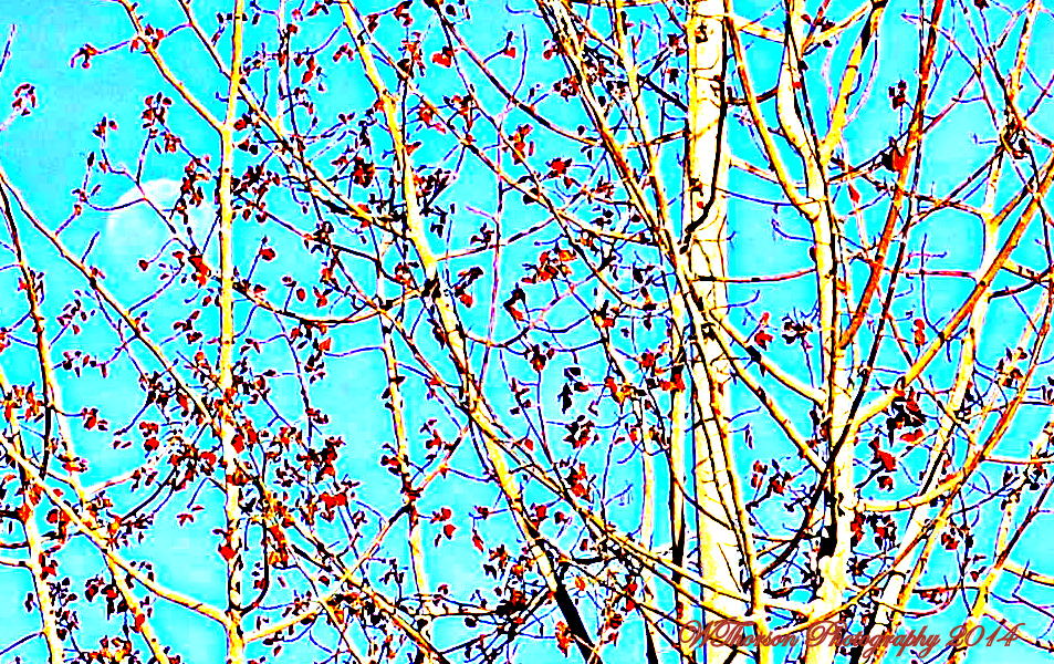 Moon hidden in the trees.jpg