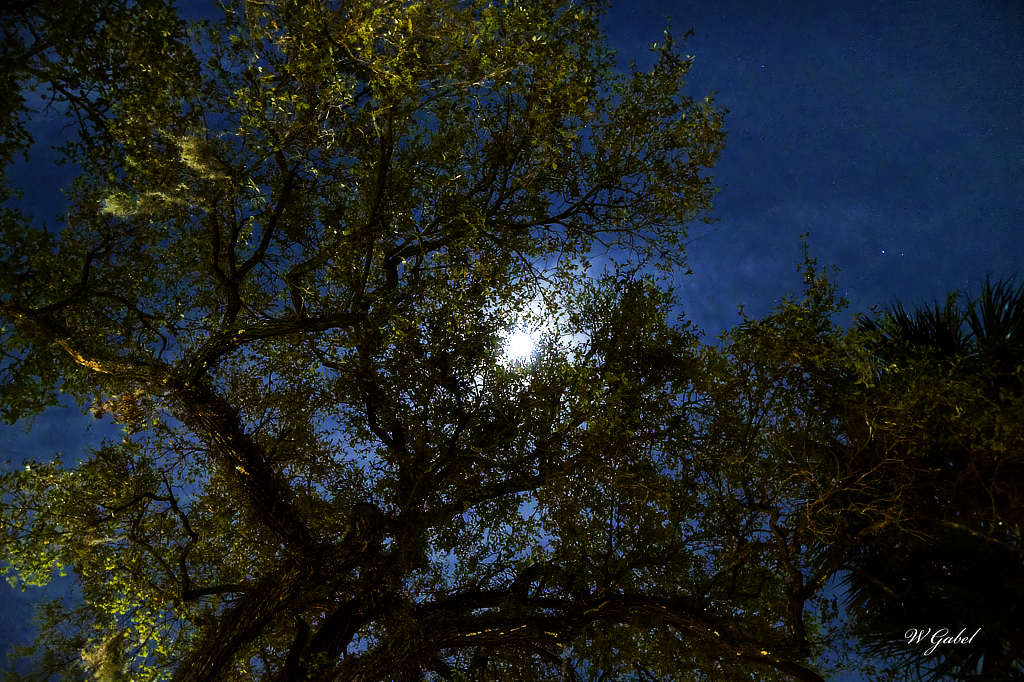 Moonlight in Savannah sm.jpg