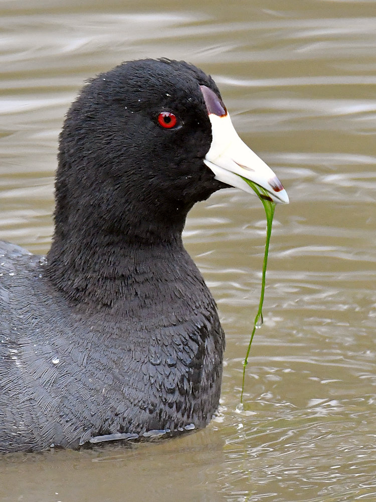 Moorhen.jpg