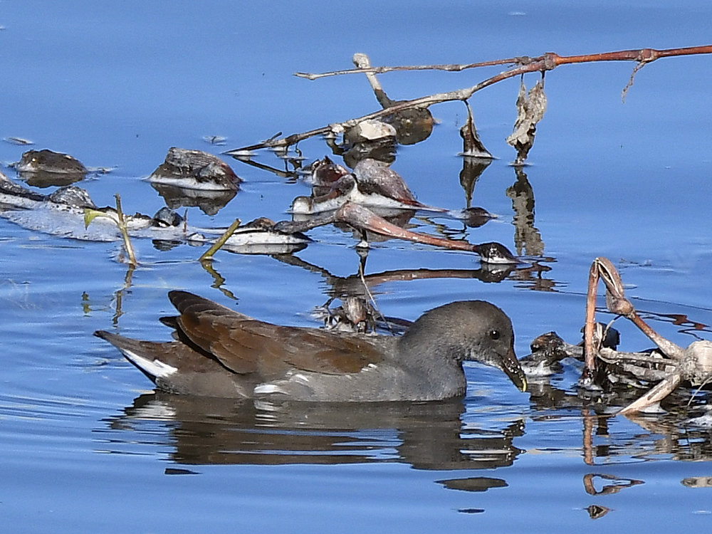 Moorhen2.jpg