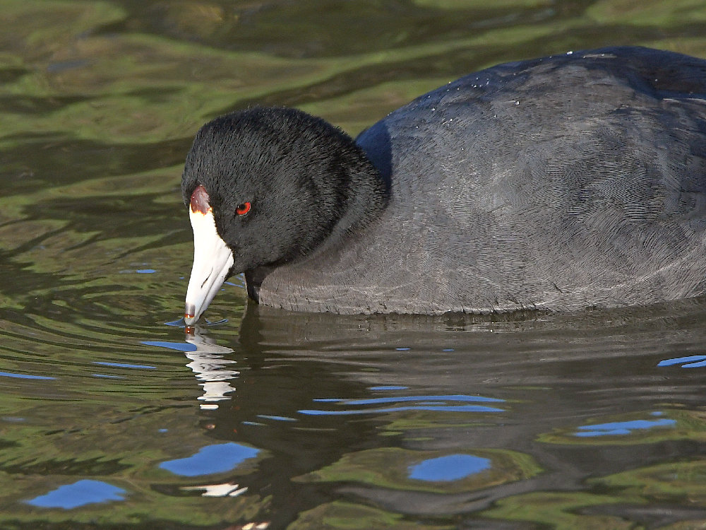 Moorhen2.jpg