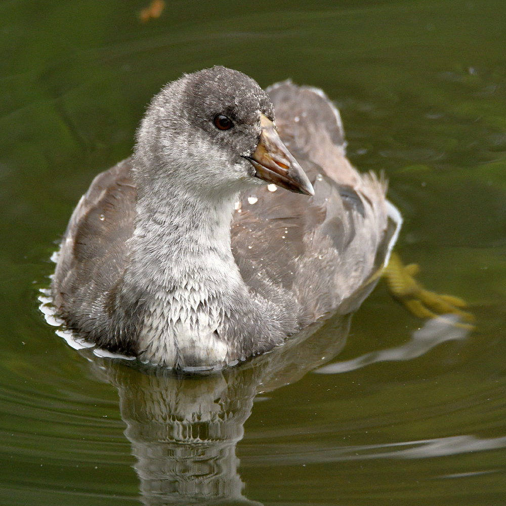 Moorhen3.jpg