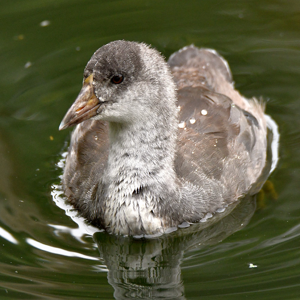 Moorhen5.jpg