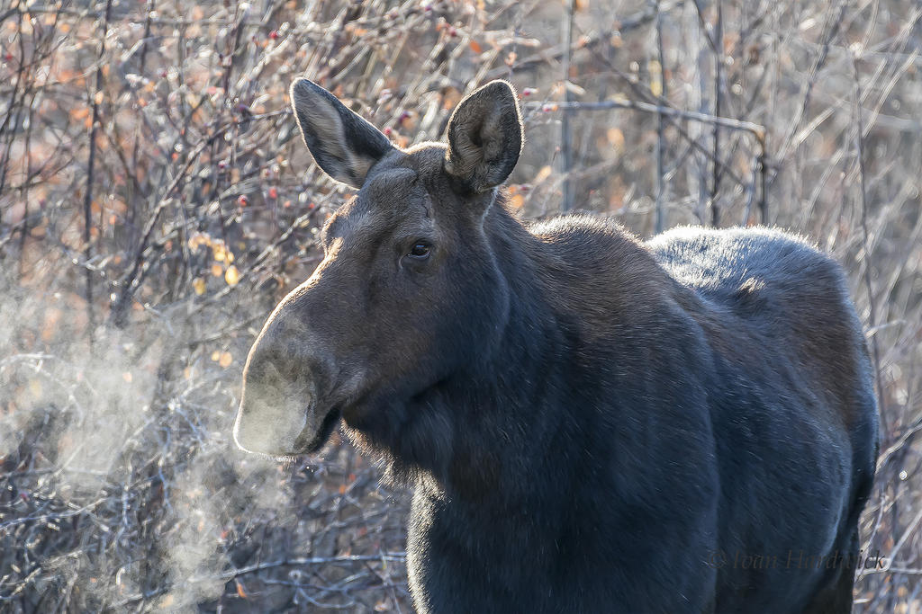 Moose 1.jpg
