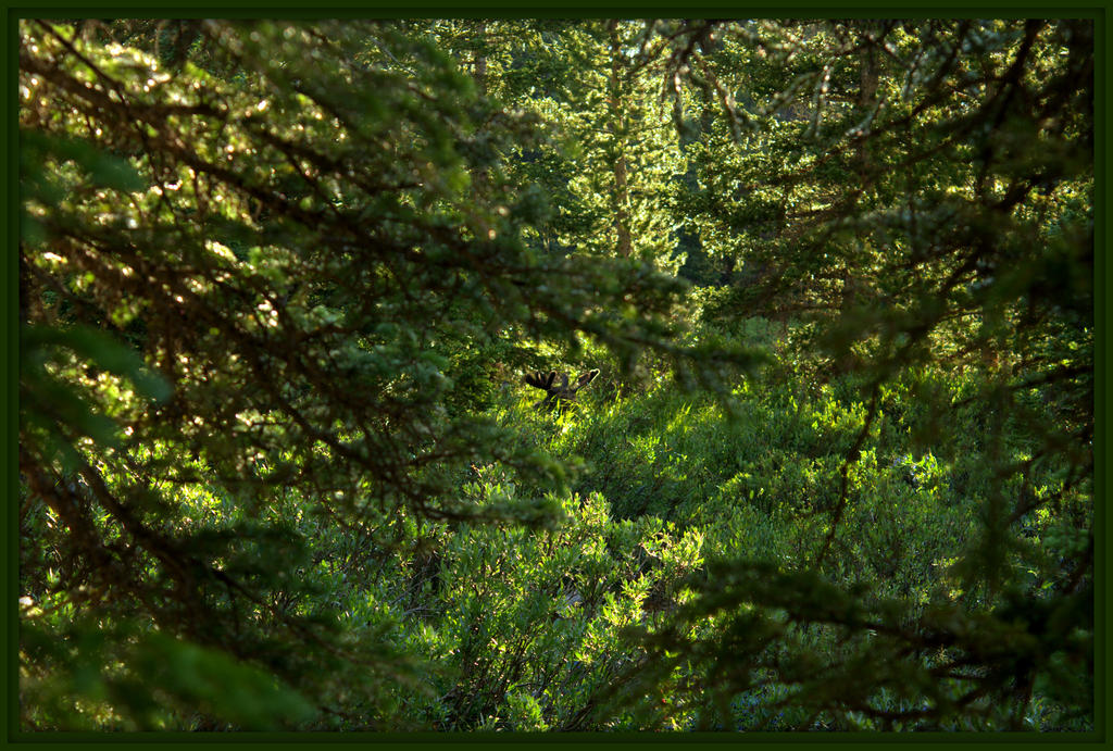 Moose Hiding.jpg