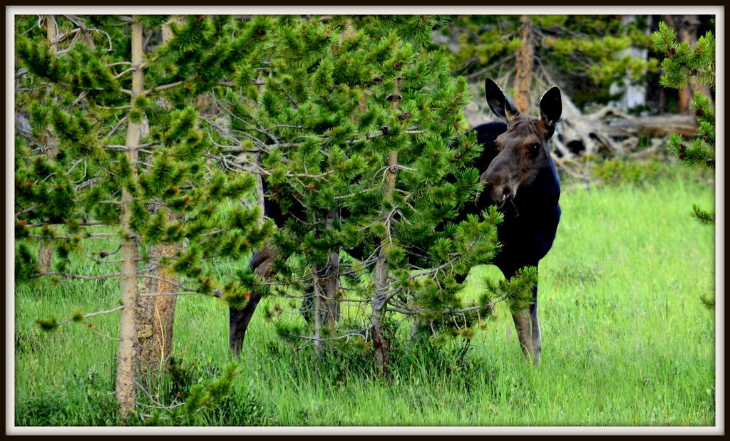 Moose in a Meadow.jpg