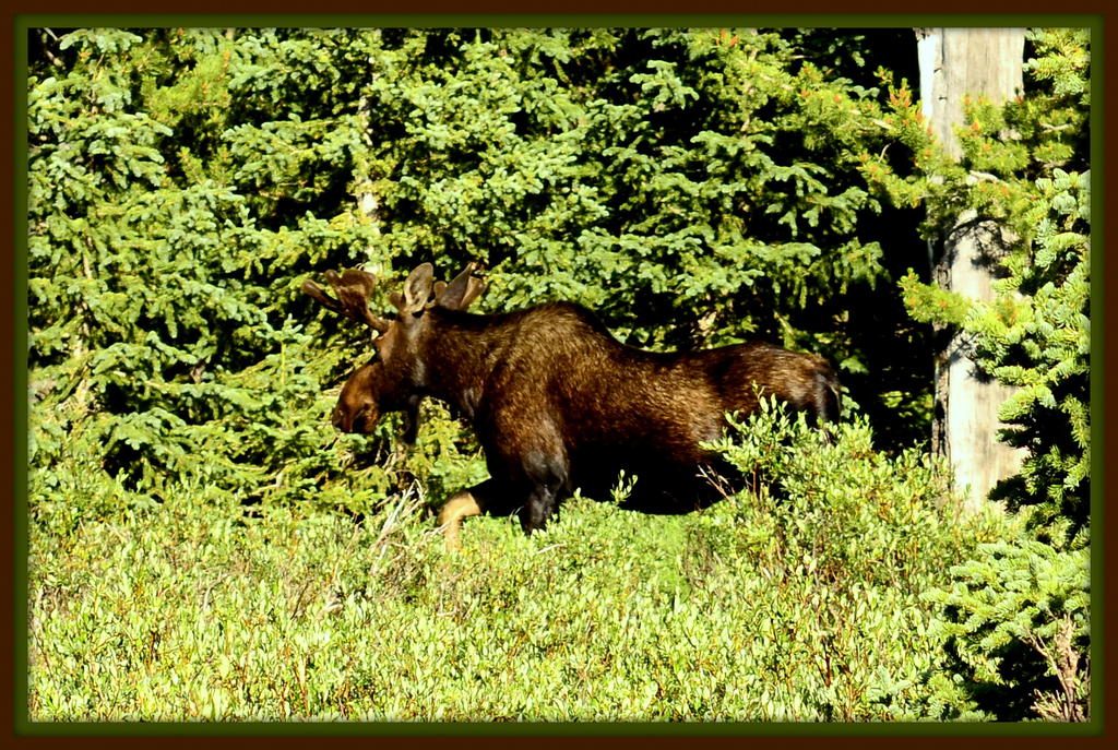 Moose in Camp.jpg