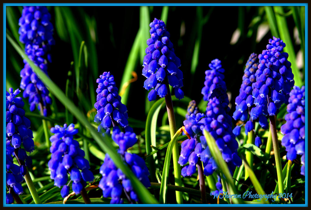 More Grape Hyacinth.jpg