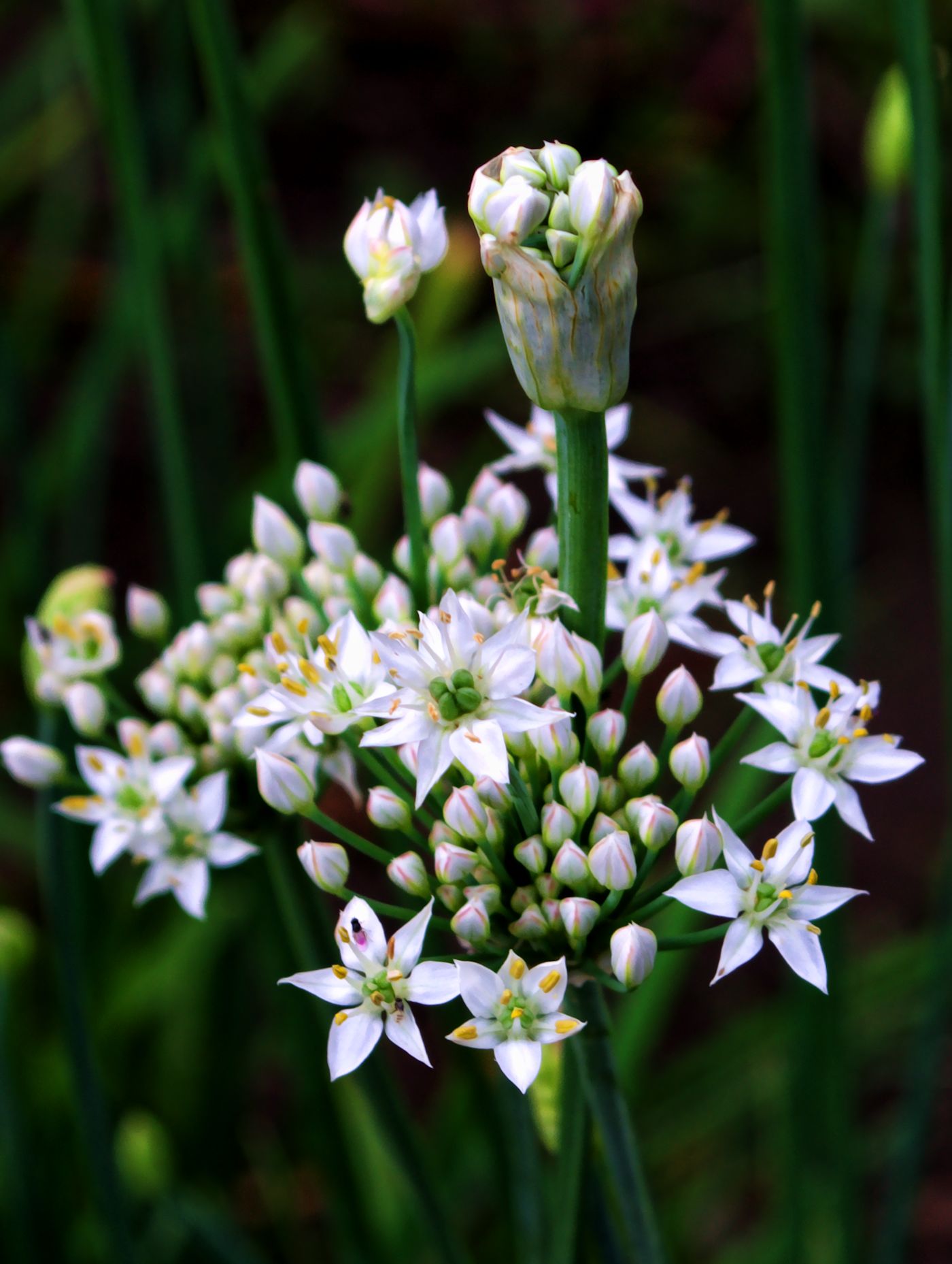 more onion flowers.jpg