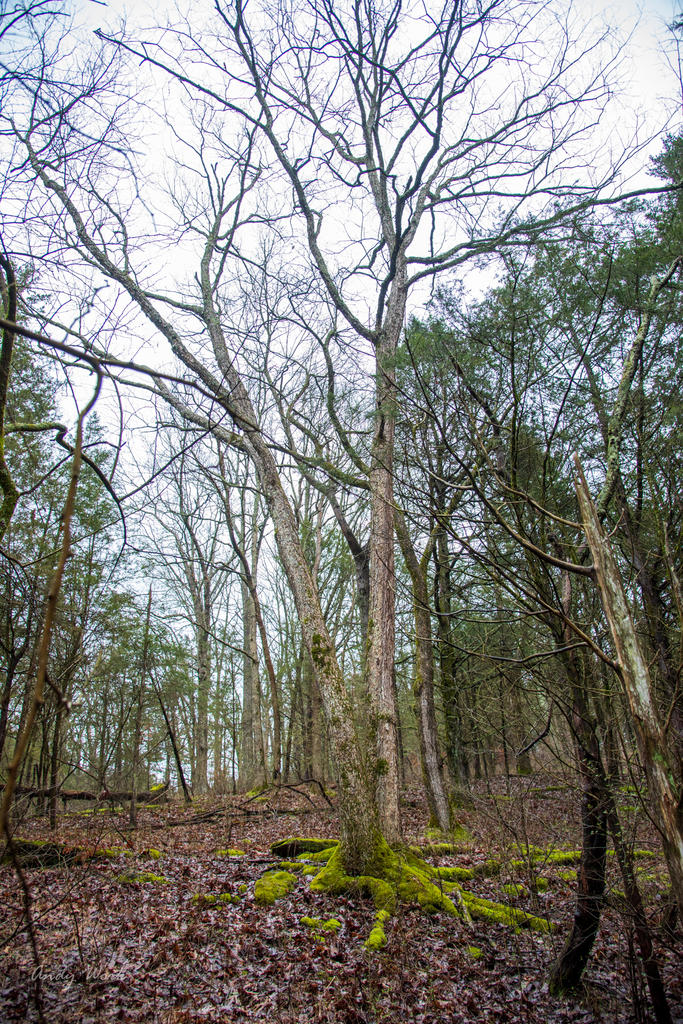 Morgan Park-0277.jpg
