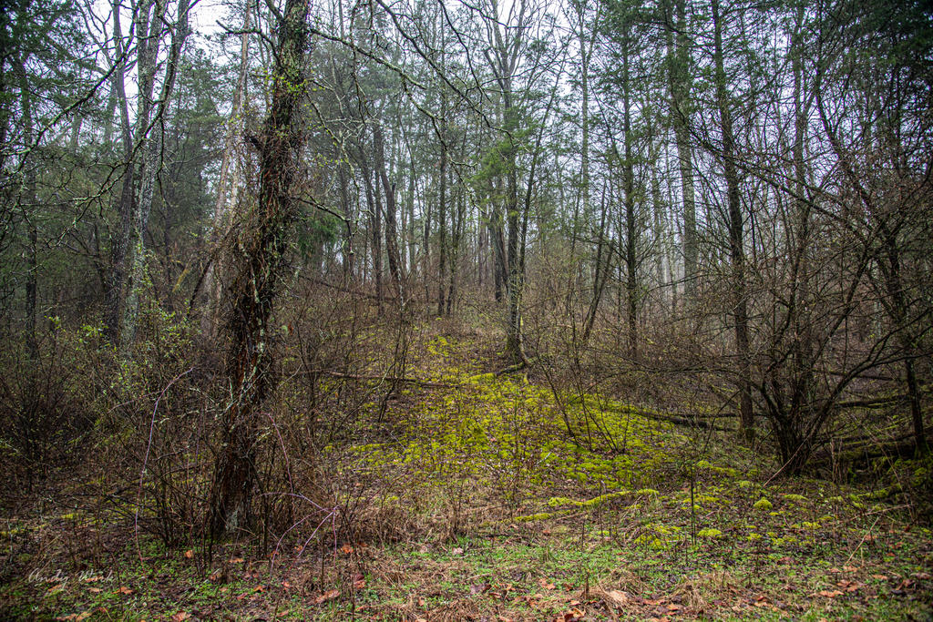 Morgan Park-0284.jpg