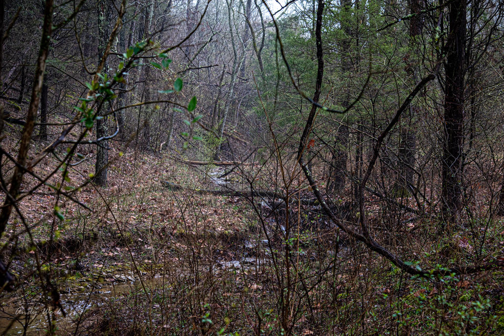 Morgan Park-0287.jpg
