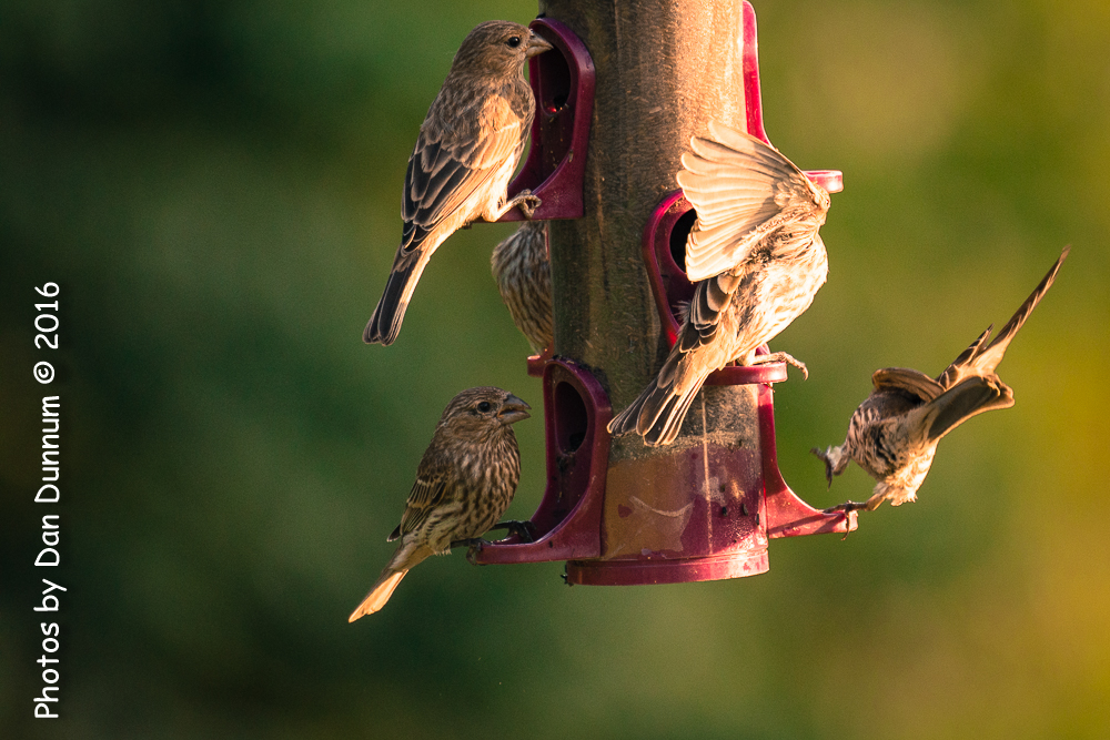 Morning Birds-0745.jpg