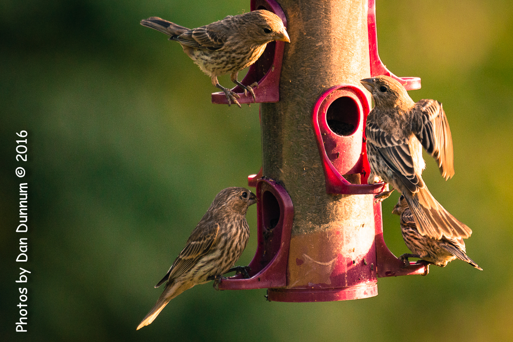 Morning Birds-0749.jpg
