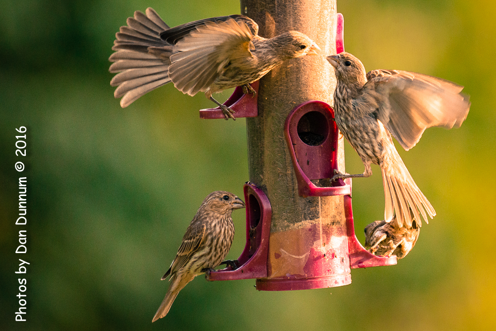 Morning Birds-0750.jpg