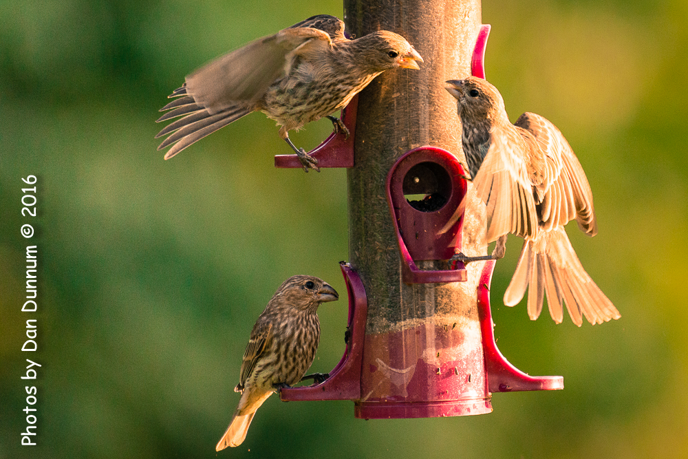 Morning Birds-0751.jpg