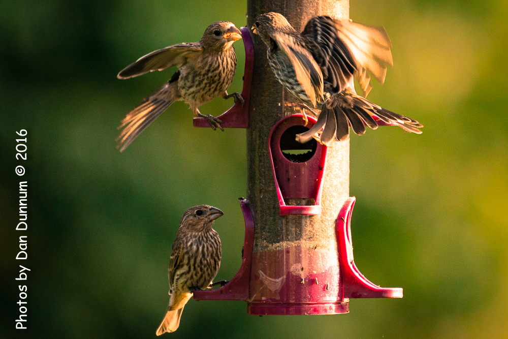 Morning Birds-0752.jpg