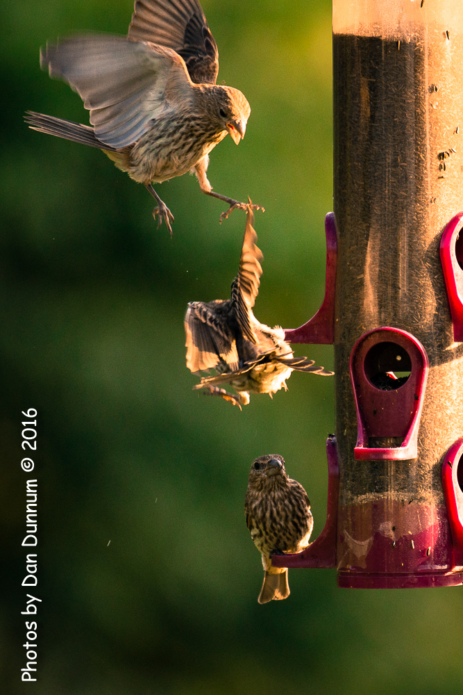 Morning Birds-0753.jpg