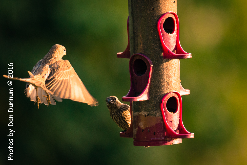 Morning Birds-0755.jpg