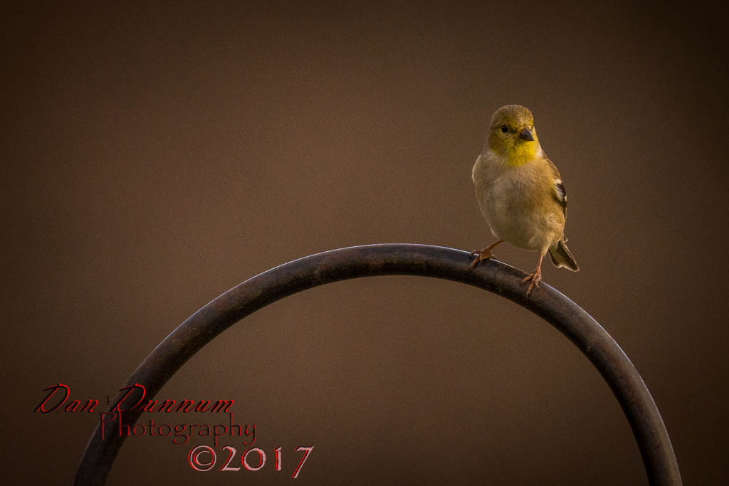 Morning Birds-1009.jpg
