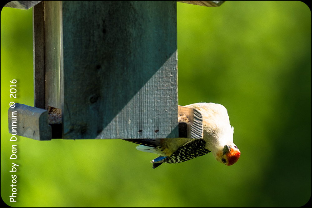 Morning Birds-7158.jpg