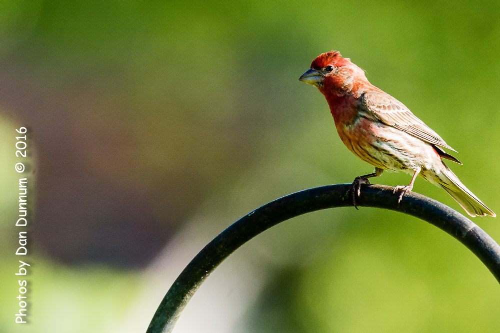 Morning Birds-7808-Edit.jpg