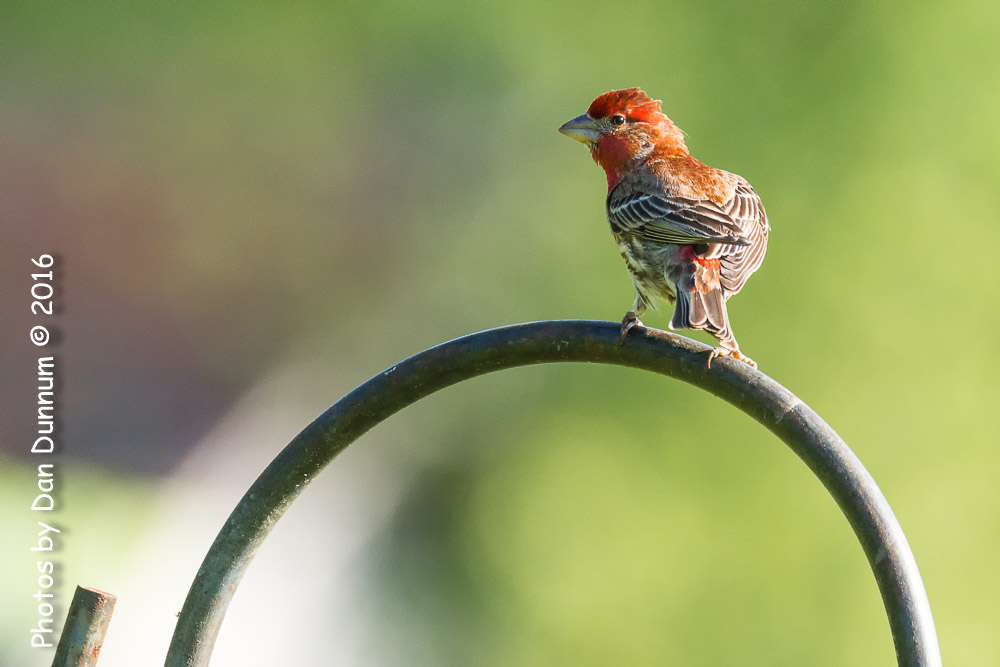 Morning Birds-7816-Edit.jpg