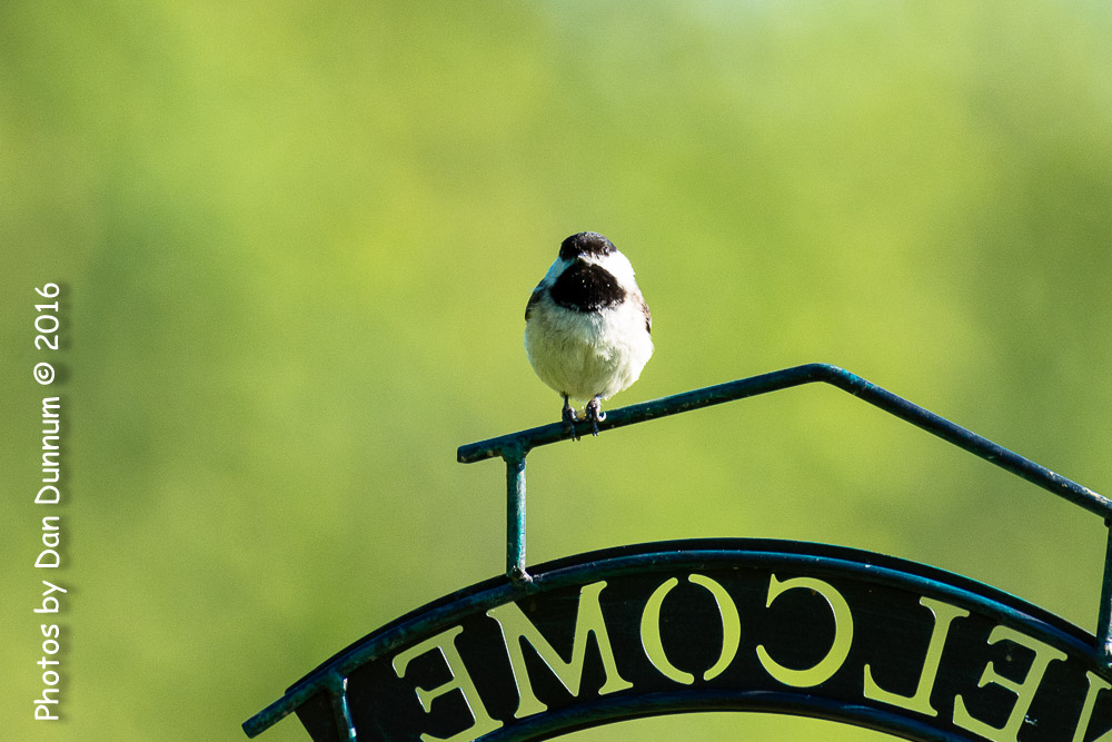 Morning Birds-7833.jpg