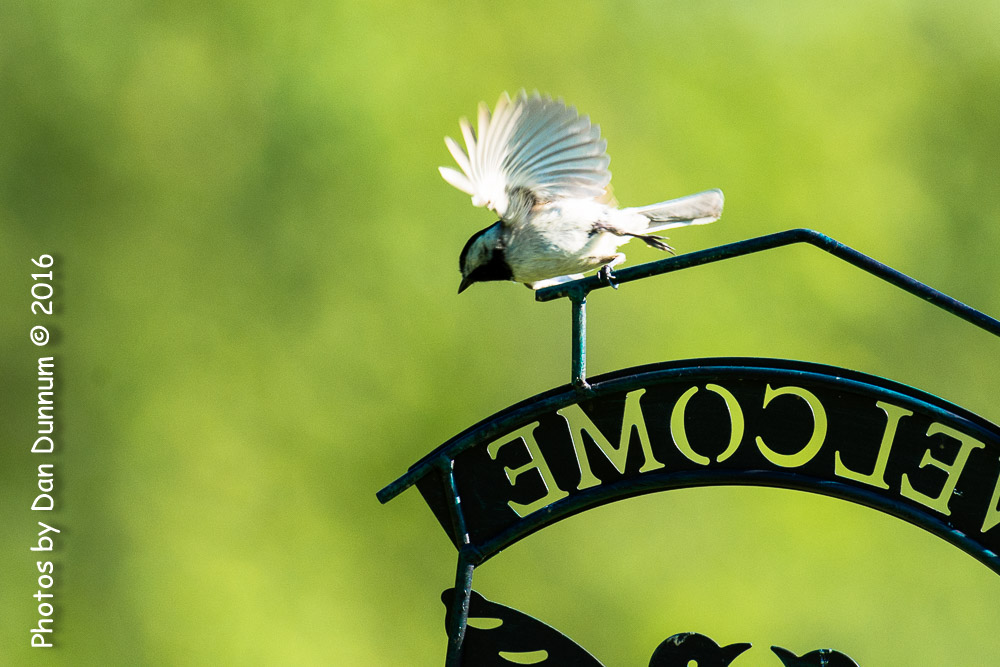 Morning Birds-7834.jpg