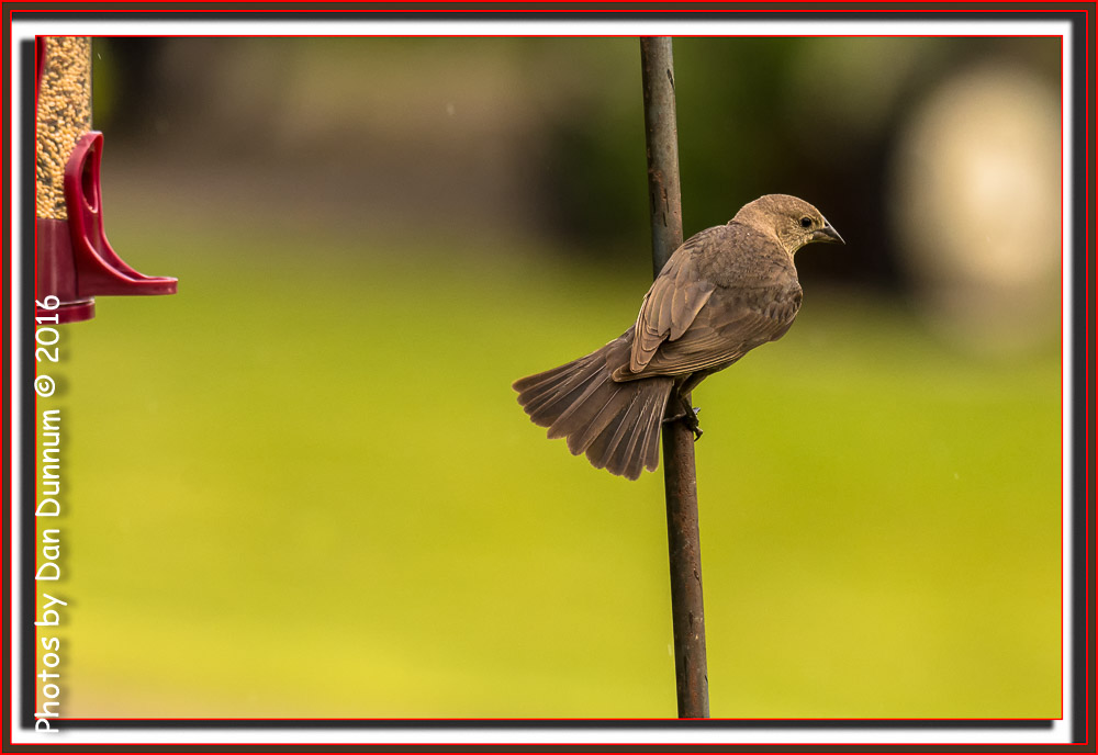 Morning Birds-8035-Edit.jpg