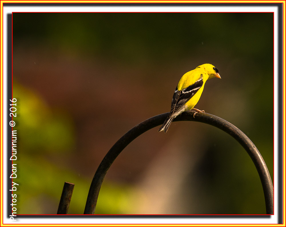 Morning Birds-8047-Edit.jpg