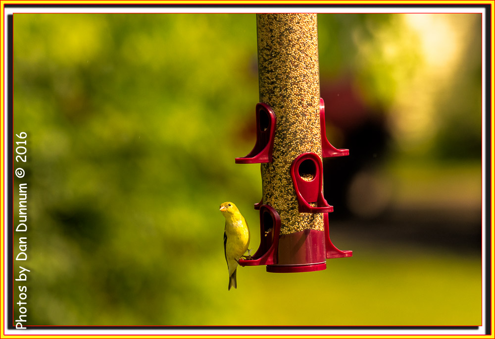 Morning Birds-8056-Edit.jpg