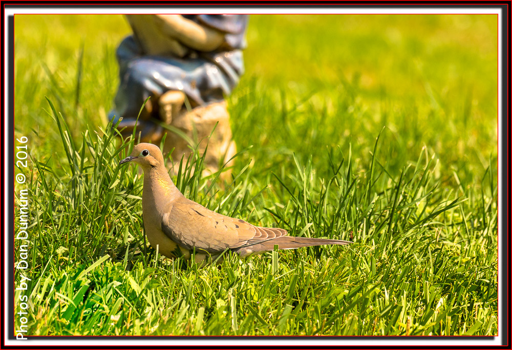 Morning Birds-8065-Edit.jpg