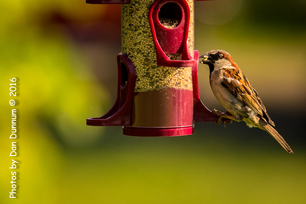 Morning Birds-8145.jpg